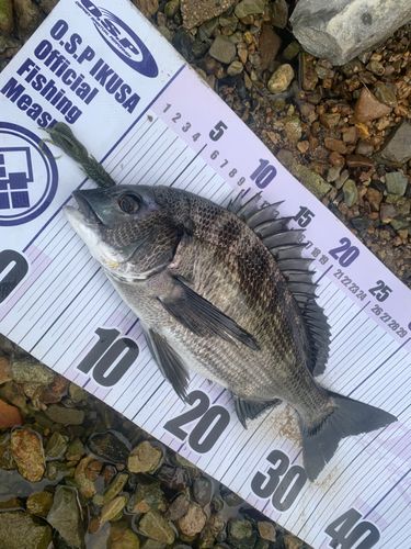 チヌの釣果
