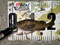 エゾメバルの釣果