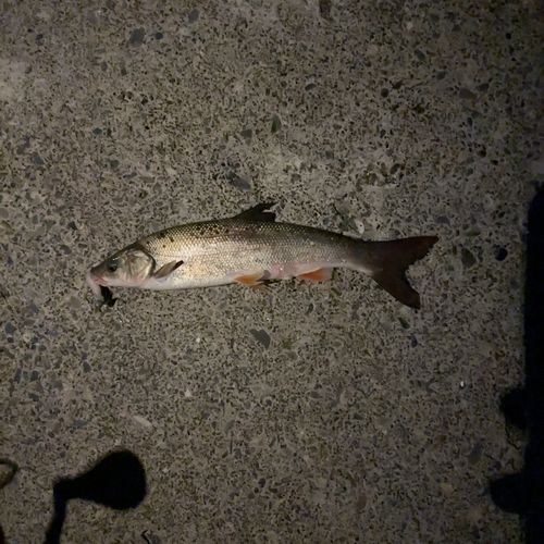 ウグイ