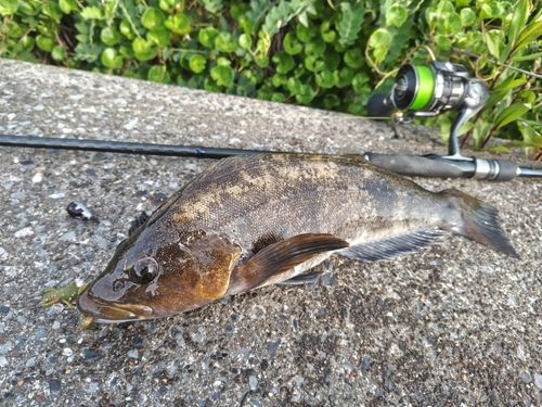 アイナメの釣果