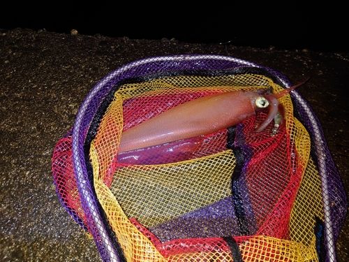 アカイカの釣果