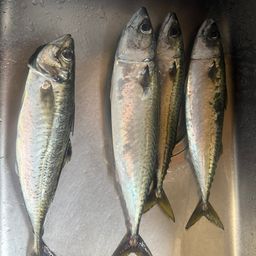 アジ
