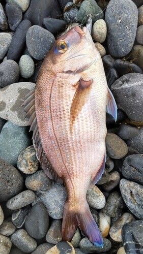 タイの釣果