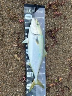 ワラサの釣果