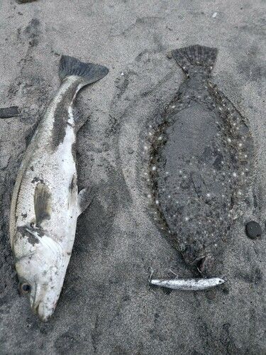 ヒラメの釣果