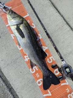 シーバスの釣果
