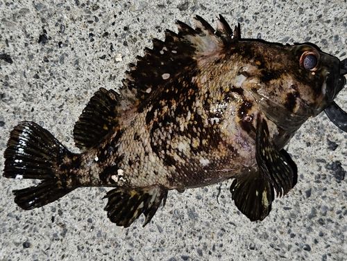 オウゴンムラソイの釣果