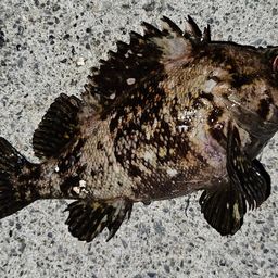 オウゴンムラソイ