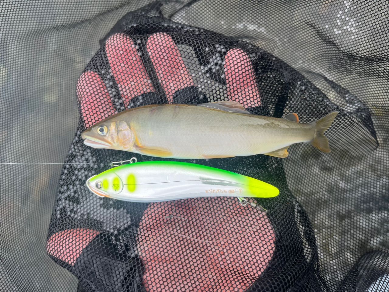 DAIWA - 週末値下げ アルファスair 7.2  カスタム品 ブルフラット セイラミノー DAIWA 18アルファス エア ストリームカスタム 7.2Lの最安値