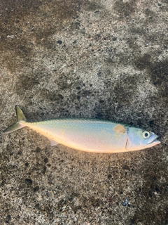 サバの釣果
