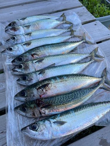 サバの釣果
