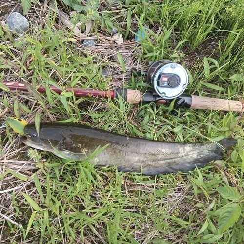 ナマズの釣果