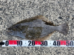 ヒラメの釣果