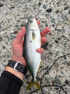 ワカシの釣果