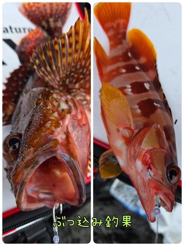 アカハタの釣果