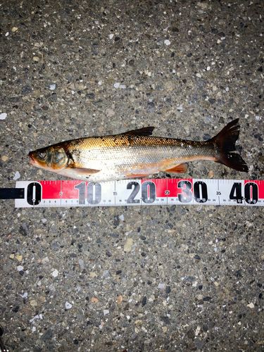 マルタウグイの釣果