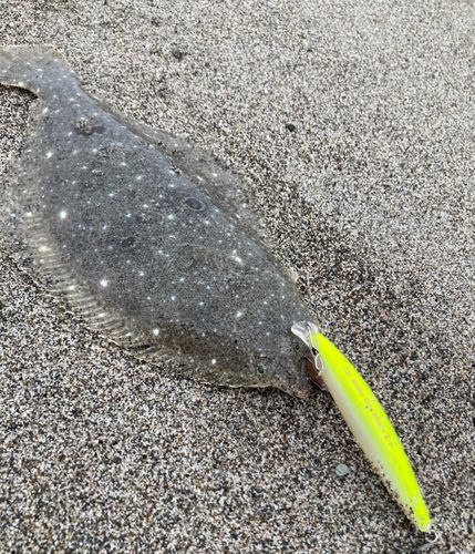 ソゲの釣果