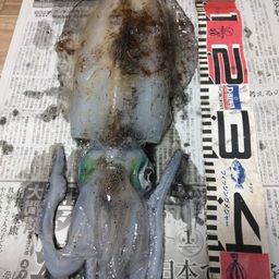 アオリイカ