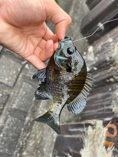 ブルーギルの釣果