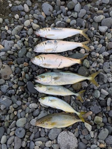 ワカシの釣果