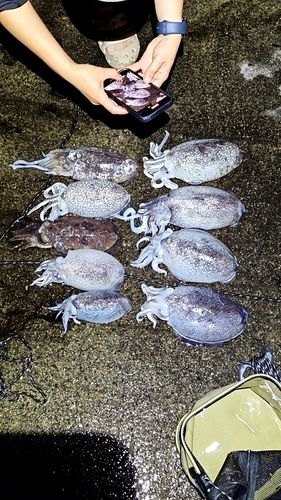 コウイカの釣果