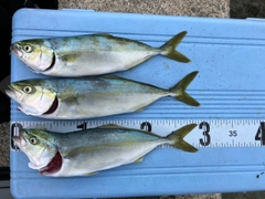 ワカシの釣果