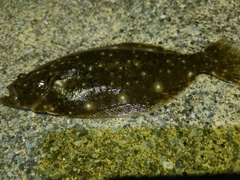 ソゲの釣果