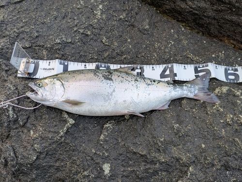 サクラマスの釣果