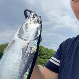 カツオ