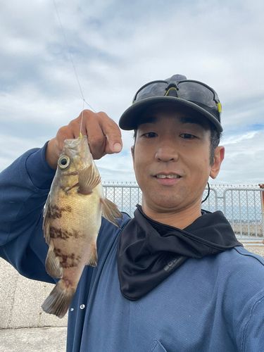 アカメバルの釣果