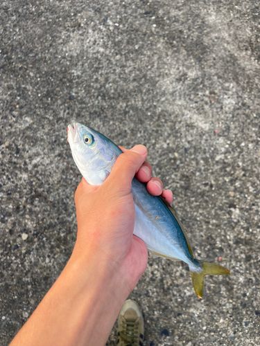 ワカシの釣果