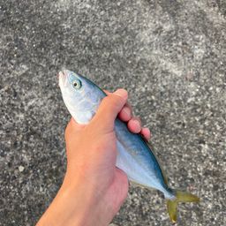 ワカシ