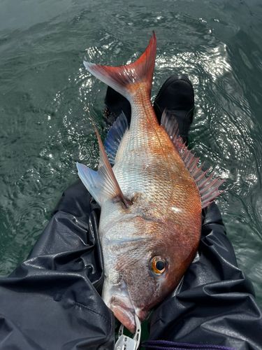 タイの釣果