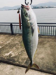 ハマチの釣果