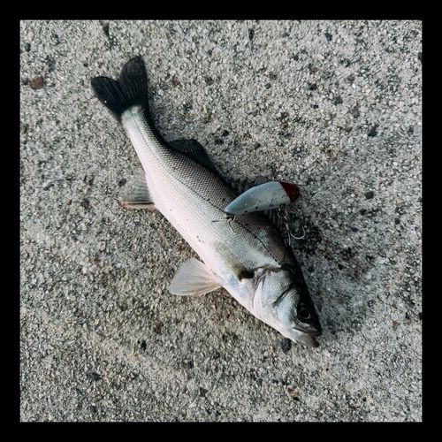 セイゴ（マルスズキ）の釣果