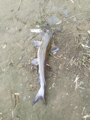 アメリカナマズの釣果