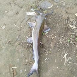 アメリカナマズ