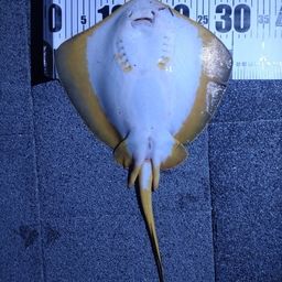 アカエイ