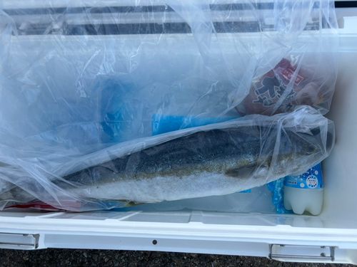 ヒラマサの釣果