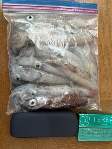 マメイカの釣果