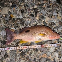 クロホシフエダイ