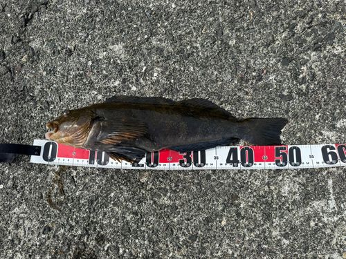 アイナメの釣果