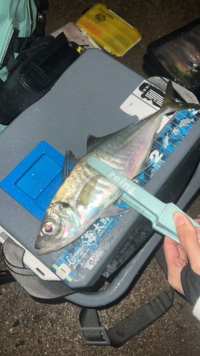 マアジの釣果