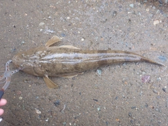 マゴチの釣果