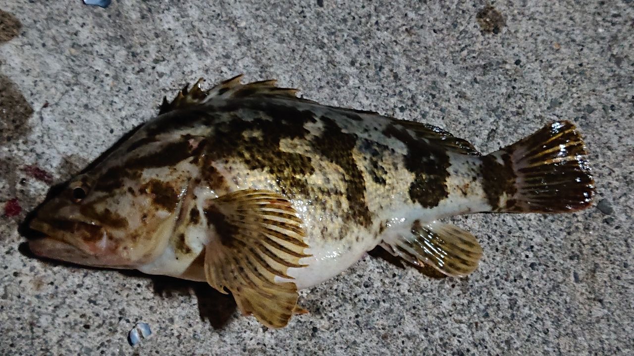 ベッコウゾイ