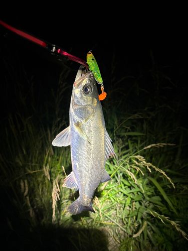 スズキの釣果