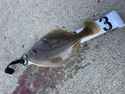 スナガレイの釣果