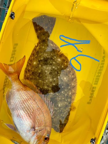 ヒラメの釣果