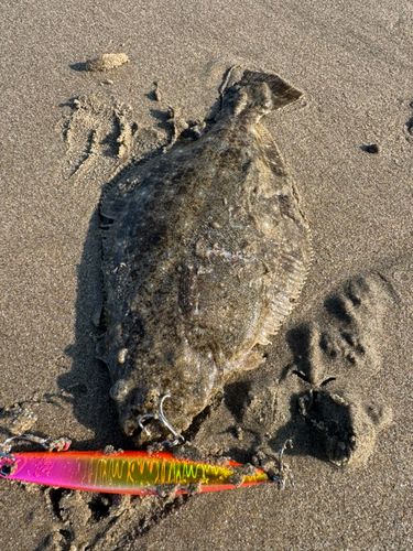 ヒラメの釣果