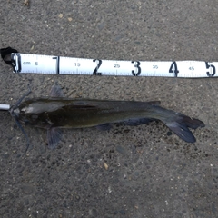 アメリカナマズの釣果